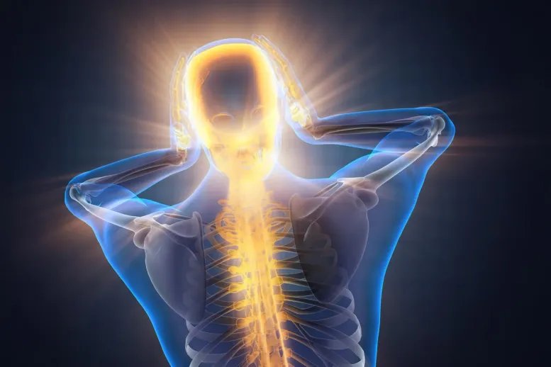 Scientists Discover a Natural, Non Pain Brain Neck Spine Illustration Wide