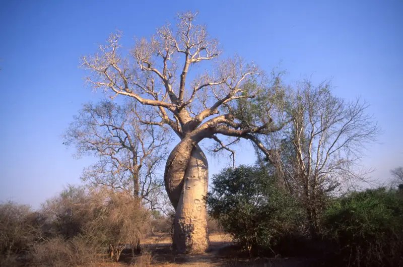 Two intertwined baobab trees in Madagascar